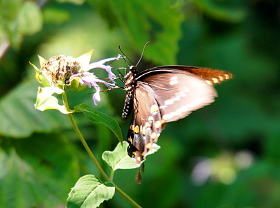 [Brown butterfly with yellow and blue dots hanging on to the edge of a few remaining petals of a flower.]